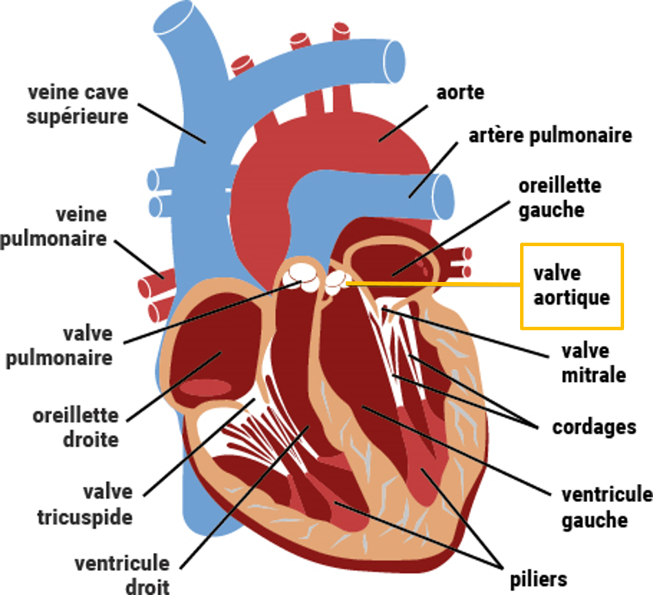 Maladies des valves cardiaques - Centre Cœur et Santé